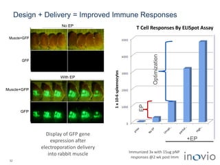 0
1000
2000
3000
4000
5000
T Cell Responses By ELISpot Assay
1x10-6spleenocytes
Immunized 3x with 15ug pNP
responses @2 wk post Imm
Display of GFP gene
expression after
electroporation delivery
into rabbit muscle
+EPEP
Optimization
Design + Delivery = Improved Immune Responses
32
 
