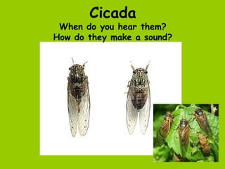 Cicada
 When do you hear them?
How do they make a sound?
 