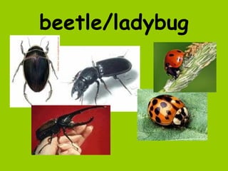 beetle/ladybug
 