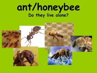 ant/honeybee
  Do they live alone?
 
