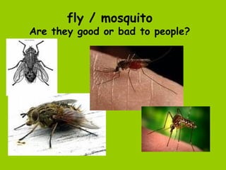 fly / mosquito
    Are they good or bad to people?
•
 