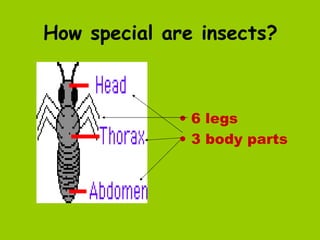How special are insects?



             • 6 legs
             • 3 body parts
 