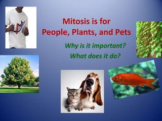 Mitosis is for
People, Plants, and Pets
      Why is it important?
       What does it do?
 