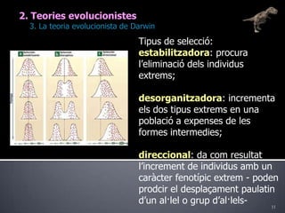 112. Teories evolucionistes	3. La teoria evolucionista de DarwinTipus de selecció:estabilitzadora: procura l’eliminació dels individus extrems;desorganitzadora: incrementa els dos tipus extrems en una població a expenses de les formes intermedies;direccional: da com resultat l’increment de individus amb un caràcter fenotípic extrem - poden prodcir el desplaçament paulatin d’un al·lel o grup d’al·lels-