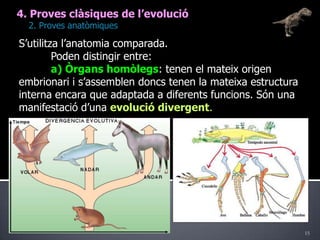 154. Proves clàsiques de l’evolució	2. Proves anatòmiquesS’utilitza l’anatomia comparada.	Poden distingir entre:a) Òrgans homòlegs: tenen el mateix origen embrionari i s’assemblen doncs tenen la mateixa estructura interna encara que adaptada a diferents funcions. Són una manifestació d’una evolució divergent.