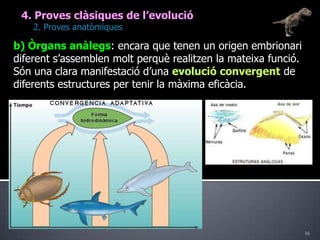 164. Proves clàsiques de l’evolució	2. Proves anatòmiquesb) Òrgans anàlegs: encara que tenen un origen embrionari diferent s’assemblen molt perquè realitzen la mateixa funció. Són una clara manifestació d’una evolució convergent de diferents estructures per tenir la màxima eficàcia.
