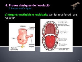 174. Proves clàsiques de l’evolució	2. Proves anatòmiquesc) òrgans vestigials o residuals: van fer una funció i ara no la fan
