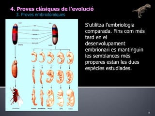 184. Proves clàsiques de l’evolució	3. Proves embriolòmiquesS’utilitza l’embriologia comparada. Fins com més tard en el desenvolupament embrionari es mantinguin les semblances més properes estan les dues espècies estudiades.
