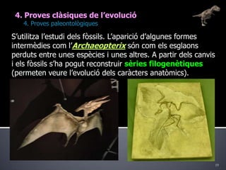 194. Proves clàsiques de l’evolució	4. Proves paleontològiquesS’utilitza l’estudi dels fòssils. L’aparició d’algunes formes intermèdies com l’Archaeopterix són com els esglaons perduts entre unes espècies i unes altres. A partir dels canvis i els fòssils s’ha pogut reconstruir sèries filogenètiques (permeten veure l’evolució dels caràcters anatòmics).