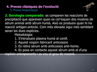 214. Proves clàsiques de l’evolució	5. Proves bioquímiques2. Serologia comparada: es comparen les reaccions de precipitació que apareixen quan es col·loquen dos mostres de sèrum animal amb sèrum humà. Això es produeix quan hi ha reacció antigen-anticós. Com més elevada sigui més semblant seran les dues espècies.	Metodologia: 	1. S’introdueix plasma humà al conill.	2. Aquest respon fabricant anticossos	3. Es retira sèrum amb anticossos anti-home.	4. Es posa en contacte aquest sèrum amb el d’una espècie antropomorfa i es veu el grau de reacció.