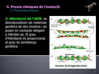 224. Proves clàsiques de l’evolució	5. Proves bioquímiques3. Hibridació de l’ADN: es desnaturalitzen els materials genètics de dos mostres i es posen en contacte obligant a hibridar-se. El grau d’hibridació és proporcional al grau de semblança genètica.