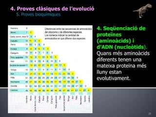 234. Proves clàsiques de l’evolució	5. Proves bioquímiques4. Seqüenciació de proteïnes (aminoàcids) i d’ADN (nucleòtids). Quans més aminoàcids diferents tenen una mateixa proteïna més lluny estan evolutivament.