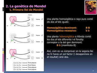92. La genètica de Mendel1. Primera llei de Mendel“Llei de la uniformitat dels híbrids de la primera generació filial”: Quan dos individus homozigots que es diferencien en un caràcter s’encreuen, els descendents són idèntics en el 100% del resultatGroc	  x	Verd	Groc	100%Mendel: Sembla que el factor hereditari d’un d’ells (recessiu) desapareix mentre que el de l’altre (dominant) continua
