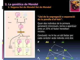 102. La genètica de Mendel1. Primera llei de MendelUna planta homozigòtica o raça pura conté els dos al·lels iguals:Homozigòtica dominant:	B BHomozigòtica recessiva:	b bUna planta heterozigòtica o híbrida conté les dos al·lels diferents i el fenotip correspon a la del gen dominant:		B b (manifesta B)Així, com es va comprovar en la segona llei no hi havia un sol factor (i desapareixia en el resultat) sinó dos.