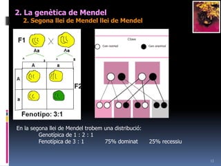 112. La genètica de Mendel2. Segonallei de Mendelllei de Mendel“Llei de la segregació o separació de la parella d’al·lels”: Quan dos individus de la primera generaciós’encreuen, torna a aparèixeramb un 25% el factor hereditarirecssiu.Conclusió: no hi ha un sòl factor per cada caràcteracdaindividusinò dosPAA	x	aaF1Aa       x        AaF2AAAaAaaa