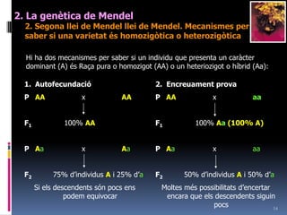 132. La genètica de Mendel2. Segonallei de Mendel. HerènciaintermèdiaUna excepció a les lleismendelianesésquan dos al·lels no tenendominància completa:Codominància: en el fenotips’observenels dos al·lels