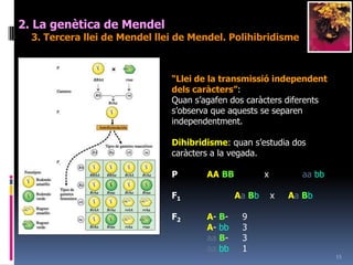 Herènciaintermèdia: quan el fenotipés una barrejadelscaràcters.En aquest cas la segonalleidónalloc aP	A1A1	   x	A2A2	(blanc)		(vermell)F1	A1A2	   x	A1A2	(rosa)		(rosa)F2     A1A1A1A2A1A2A2A2       (blanc)    (rosa)      (rosa)    (vermell)           1      :            2           :         1