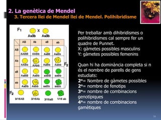 142. La genètica de Mendel2. Segonallei de Mendelllei de Mendel. Mecanismes per saber si una varietatéshomozigòtica o heterozigòticaHi ha dos mecanismes per saber si un individu que presenta un caràcter dominant (A) és Raça pura o homozigot (AA) o un heteriozigot o híbrid (Aa):AutofecundacióPAA		x	     AAF1		     100% AAPAa		x	     AaF2		75% d’individus A i 25% d’aSi els descendents són pocs ens podem equivocar2.  Encreuament provaPAA		x	     aaF1		     100% Aa (100% A)PAa		x	     aaF2		50% d’individus A i 50% d’aMoltes més possibilitats d’encertar encara que els descendents siguin pocs