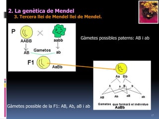 152. La genètica de Mendel3. Tercera llei de Mendel llei de Mendel. Polihibridisme “Llei de la transmissió independent dels caràcters”: Quan s’agafen dos caràcters diferents s’observa que aquests se separen independentment.Dihibridisme: quan s’estudia dos caràcters a la vegada.PAABB	        x	         aabbF1AaBb    x     AaBbF2A- B-	9A- bb	3aaB-	3aabb	1