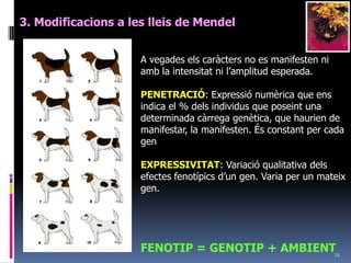 162. La genètica de Mendel3. Tercera llei de Mendel llei de Mendel. Polihibridisme Per treballar amb dihibridismes o polihibridismes cal sempre fer un quadre de Punnet.X: gàmetes possibles masculinsY: gàmetes possibles femeninsQuan hi ha dominància completa si n és el nombre de parells de gens estudiats:2n= Nombre de gàmetes possibles2n= nombre de fenotips3n= nombre de combinacions genotípiques4n= nombre de combinacions gamètiques