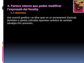 172. La genètica de Mendel3. Tercera llei de Mendel llei de Mendel. Gàmetes possibles paterns: AB i abGàmetes possible de la F1: AB, Ab, aB i ab
