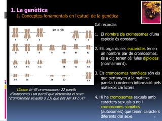 2La genètica	1. Conceptesfonamentals en l’estudi de la genèticaCal recordar:El nombre de cromosomesd’unaespècieésconstant.2. Elsorganismeseucariotestenen un nombre par de cromosomes, és a dir, tenencèl·lulesdiploides (normalment).3. Elscromosomeshomòlegssónels que pertanyen a la mateixa parella i conteneninformaciópelsmateixoscaràcters4. Hi ha cromosomessexualsambcaràcterssexuals o no i cromosomessomàtics(autosomes) que tenencaràctersdiferents del sexeL’home té 46 cromosomes: 22 parellsd’autosomes i un parell que determina el sexe (cromosomessexuals o 23) que pot ser XX o XY
