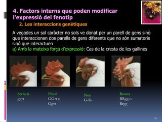 183. Modificacions a les lleis de MendelA vegadeselscaràcters no es manifesten ni amb la intensitat ni l’amplitud esperada.PENETRACIÓ: Expressiónumèrica que ens indica el % delsindividus que poseint una determinada càrregagenètica, que haurien de manifestar, la manifesten. Ésconstant per cada genEXPRESSIVITAT: Variacióqualitativadelsefectesfenotípicsd’un gen. Varia per un mateix gen.FENOTIP = GENOTIP + AMBIENT