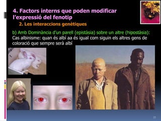 204. Factorsinterns que poden modificar l’expressiódel fenotip2. Les interaccionsgenètiquesA vegades un sol caràcter no sols ve donat per un parell de gens sinò que interaccionen dos parells de gens diferents que no són sumatoris sinó que interactuena) Amb la mateixa força d’expressió: Cas de la cresta de les gallinesSerradaggrrPèsolGGrr o GgrrRosetaRRgg o RrggNouG-R-