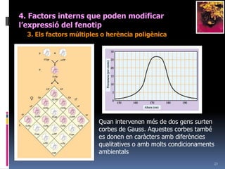 214. Factorsinterns que poden modificar l’expressiódel fenotip2. Les interaccionsgenètiquesb) Amb Dominància d’un parell (epistàsia) sobre un altre (hipostàsia): Cas de les vies metabòliquesGen 1		Gen 2		Gen 3  A-		  B-		  C-A		B		C		DCas: Analitza els posssibles genotips i els gens epistàtics i hipostàtics si Gen A, B i C dominants i actius.	Al·lel a, b, c recessius e inactiusEn presència d’A es troba com a producte final CEn presència d’A es troba B; però, en presència de C es troba D