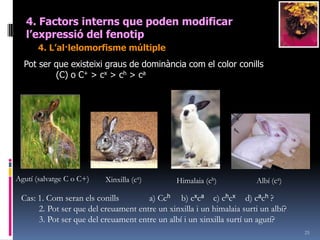 234. Factorsinterns que poden modificar l’expressiódel fenotip3. Elsfactors múltiples o herènciapoligènicaQuanintervenenmés de dos gens surten corbes de Gauss. Aquestes corbes també es donen en caràctersambdiferènciesqualitatives o ambmoltscondicionamentsambientals