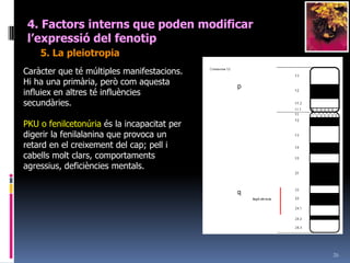 244. Factorsinterns que poden modificar l’expressiódel fenotip4. L’al·lelomorfisme múltipleQuan existeixen més de dos al·lels per el mateix caràcter.Grup sanguini 	Genotips		FenotipA		IAIA o IAi		Antigen A i fabrica anti BB		IBIB o IBi		Antigen B i fabrica anti AAB	IAIB		Antigen A i B no fabrica anticossos0		ii		No conté antigens i fabrica anti A i anti B