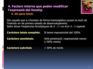 254. Factorsinterns que poden modificar l’expressiódel fenotip4. L’al·lelomorfisme múltiplePot ser que existeixi graus de dominància com el color conills	(C) o C+ > cx > ch > caAgutí (salvatge C o C+)Xinxilla (cx)Himalaia (ch)Albí (ca)Cas: 1. Comseranelsconills	a) Cch	b) cxca	c) chcx	d) cach ?        2. Pot ser que del creuament entre un xinxilla i un himalaiasurti un albí?        3. Pot ser que del creuament entre un albí i un xinxilla surtí un agutí?