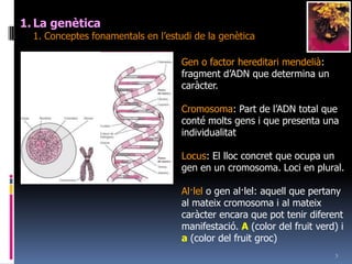 3La genètica	1. Conceptesfonamentals en l’estudi de la genèticaGen o factor hereditari mendelià: fragment d’ADN que determina un caràcter.Cromosoma: Part de l’ADN total que conté molts gens i que presenta una individualitatLocus: El lloc concret que ocupa un gen en un cromosoma. Loci en plural.Al·lel o gen al·lel: aquell que pertany al mateix cromosoma i al mateix caràcter encara que pot tenir diferent manifestació. A (color del fruit verd) i a (color del fruit groc)