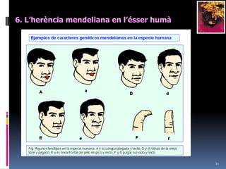 284. Factorsinterns que poden modificar l’expressiódel fenotip6. Els gens letals