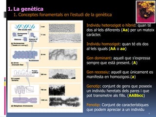 4La genètica	1. Conceptesfonamentals en l’estudi de la genèticaIndividuheterozigot o híbrid: quan té dos al·lelsdiferents (Aa) per un mateixcaràcter.Individuhomozigot: quan té els dos al·lelsiguals (AA o aa)Gen dominant: aquell que s’expressasempre que estàpresent. (A)Gen recessiu: aquell que únicament es manifesta en homozigosi.(a)Genotip: conjunt de gens que poseeix un individuheretatsdels pares i que pottransmetrealsfills. (AABbcc)Fenotip: Conjunt de característiques que podem apreciar a un individu