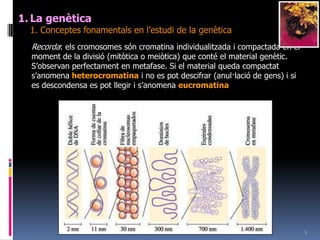 5La genètica	1. Conceptesfonamentals en l’estudi de la genèticaRecorda: elscromosomessón cromatina individualitzada i compactada en el moment de la divisió (mitòtica o meiòtica) que conté el material genètic. S’observanperfectament en metafase. Si el material queda compactats’anomenaheterocromatina i no es pot descifrar (anul·lació de gens) i si es descondensa es potllegir i s’anomenaeucromatina