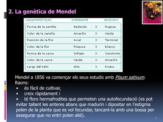 62. La genètica de MendelMendela 1856 va començarelsseusestudisambPisumsativum. Raons:ésfàcil de cultivar, 