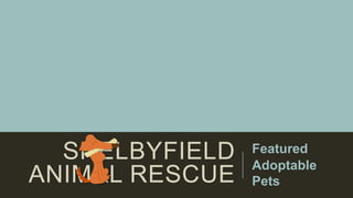 SHELBYFIELD
ANIMAL RESCUE
Featured
Adoptable
Pets
 