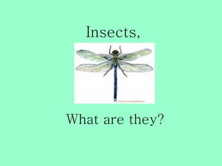 Insects,




What are they?
 