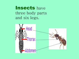 Insects have
three body parts
and six legs.
 