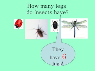 How many legs
do insects have?




         They
        have 6
         legs!
 