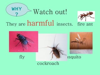 WHY
   ?        Watch out!
They are   harmful   insects.   fire ant




     fly                 mosquito
             cockroach
 