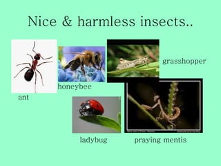 Nice & harmless insects..

•                               grasshopper


          honeybee
    ant




               ladybug   praying mentis
 