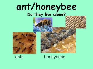 ant/honeybee
       Do they live alone?




ants           honeybees
 