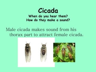 Cicada
           When do you hear them?
          How do they make a sound?


Male cicada makes sound from his
 thorax part to attract female cicada.
 