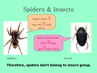 Spiders & Insects
              Spiders have   8
              legs and   2 body
                    parts.


                  Insects like beetles

                      have   6 legs
                   and   3 body parts.
Spiders                                  beetle

Therefore, spiders don’t belong to insect group.
 