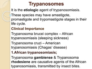 Trypanosomes
It is the etiologic agent of trypanosomiasis.
These species may have amastigote,
promastigote and trypomastigote stages in their
life cycle.
Clinical Importance
Trypanosoma brucei complex – African
trypanosomiasis (sleeping sickness)
Trypanosoma cruzi – American
trypanosomiasis (Chagas’ disease)
1.African trypanosomiasis;
Trypanosoma gambiense & Trypanosoma
rhodesiene are causative agents of the African
typanosomiasis, transmitted by insect bites.
 