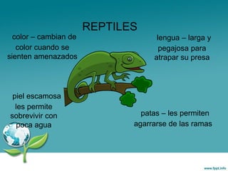 REPTILES
color – cambian de
color cuando se
sienten amenazados
lengua – larga y
pegajosa para
atrapar su presa
patas – les permiten
agarrarse de las ramas
piel escamosa
les permite
sobrevivir con
poca agua
 