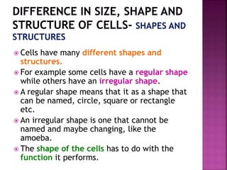  Cells have many different shapes and
structures.
 For example some cells have a regular shape
while others have an irregular shape.
 A regular shape means that it as a shape that
can be named, circle, square or rectangle
etc.
 An irregular shape is one that cannot be
named and maybe changing, like the
amoeba.
 The shape of the cells has to do with the
function it performs.
 