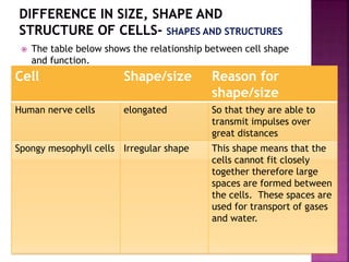  The table below shows the relationship between cell shape
and function.
Cell Shape/size Reason for
shape/size
Human nerve cells elongated So that they are able to
transmit impulses over
great distances
Spongy mesophyll cells Irregular shape This shape means that the
cells cannot fit closely
together therefore large
spaces are formed between
the cells. These spaces are
used for transport of gases
and water.
 